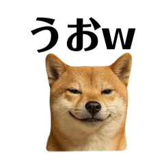 冷笑系柴犬