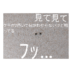 ham-usa-mini_20251013160638