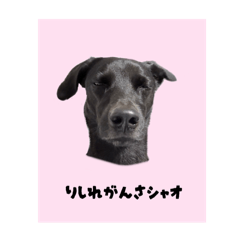 Erica_20251013175803 - LINE スタンプ | LINE STORE