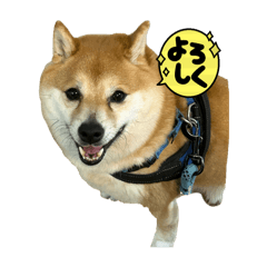 Hachi_20251013202840