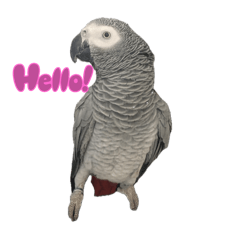 灰鸚鵡 妹妹