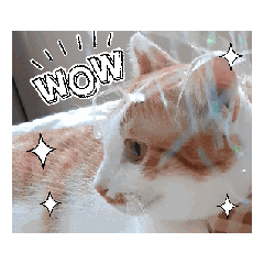 CAT LOVELY_20251013232739