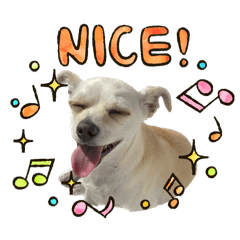 Awesome Chihuahua Doggo (ENG &JP)