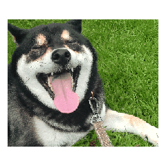 柴犬アニメ動く　黒柴フェル毎日　良い日