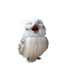 Move! Fluffy Owl-chan!