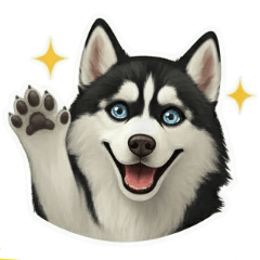 シベリアン・ハスキー喜怒哀楽