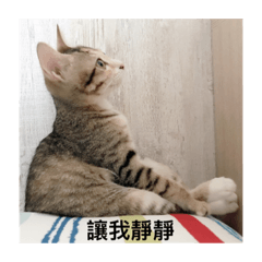 TU TU TU TU TU CAT