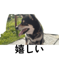 柴犬　黒柴　フェル毎日良い日に