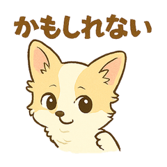 チワブなはなちゃんの想い②