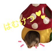 djungarian hamuster hamuchan