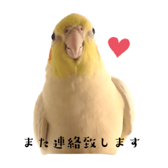 オカメインコの天と福