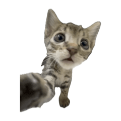 麥很皮2 /我滴可愛寶寶