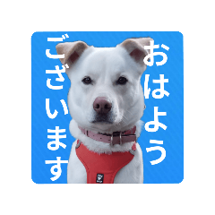 halca_20251013205435