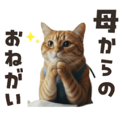 ADay in the Life of a Cat Mom