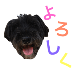 black schnauzer club 3