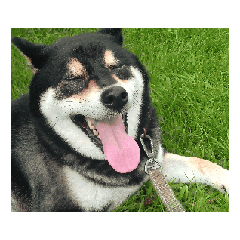 柴犬黒柴　フェル　毎日良い日