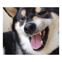 柴犬黒柴　可愛い　フエル　毎日良い日