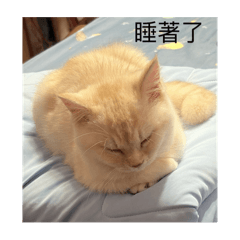 可愛の多多貼圖