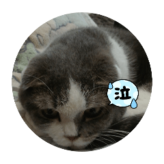 tomasio_20251014162420