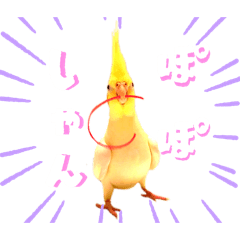 インコ達で日常会話スタンプ