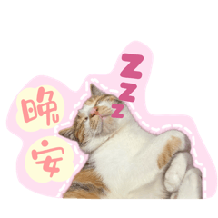 我是一隻調皮的三花寶寶