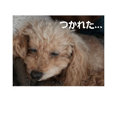toypoodleMOKA