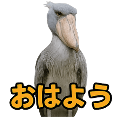 Happy Animal_Hornbill 1