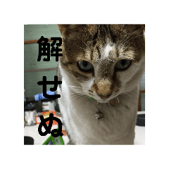 tAkumi_20251014205515