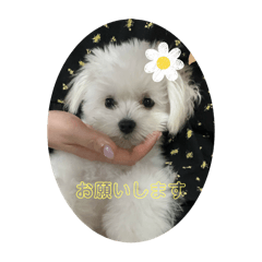 kawaiisuzurokkagetsu