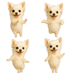 動く！小さいチワワ