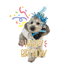 silvertoypoodle_noa1