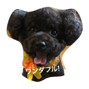 dog is holiday