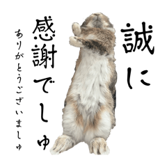 maimai_20251014204140