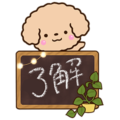 Toy poodle apricot16