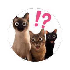 お酒とネコ好きな日常会話70