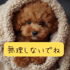 I'm Here with You-Toy Poodle Stickers