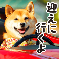 柴犬ママ【家族連絡】2