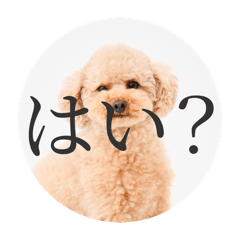 sakura_20251015093253