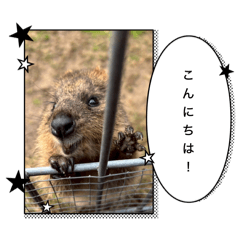 Australia animals 2025