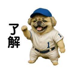 ペキニーズチワワ くぅちゃん