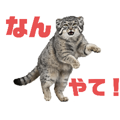 manythanks_20251015140927