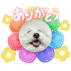 ビションフリーゼのしろな