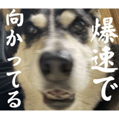 Sayuri_20251015151006