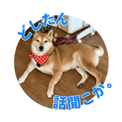 Cafe Shiba