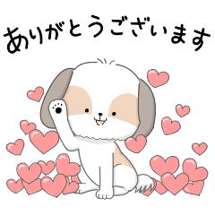 My color シーズー　ホワイトゴールド