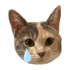 mizuki_20251015171703