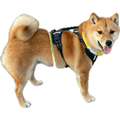 SHIBAINUBEAKUN