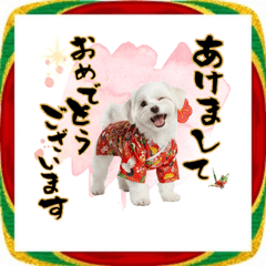 ふわもこマルチーズのお正月♡2026年！