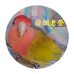 小瓜鳥生
