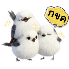 Tiz Tiz : Shima-enaga